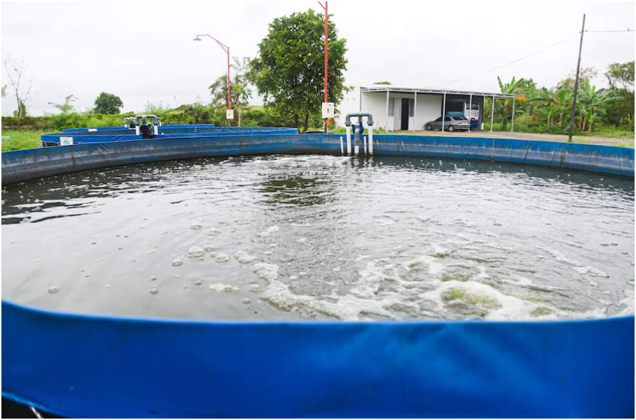 pompa celup kolam ikan