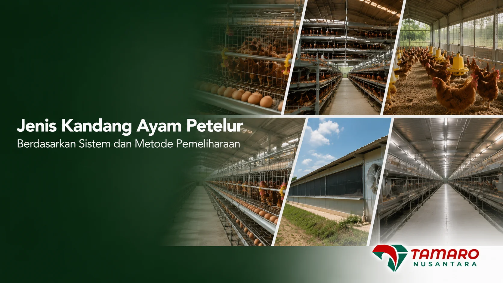 Perbandingan jenis kandang ayam petelur berdasarkan sistem dan metode pemeliharaan modern.