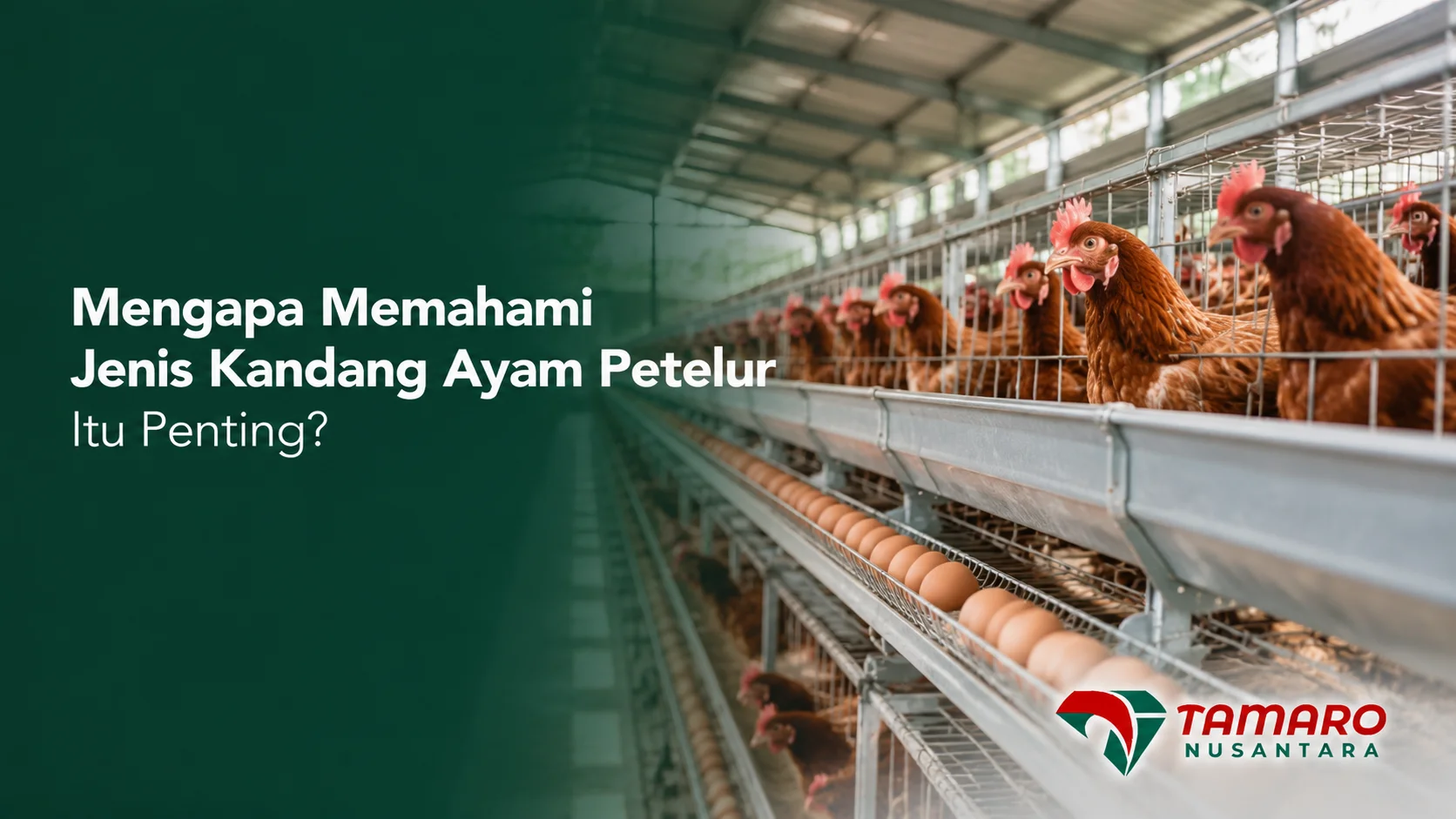 Perbandingan jenis kandang ayam petelur untuk meningkatkan efisiensi dan produktivitas peternakan.